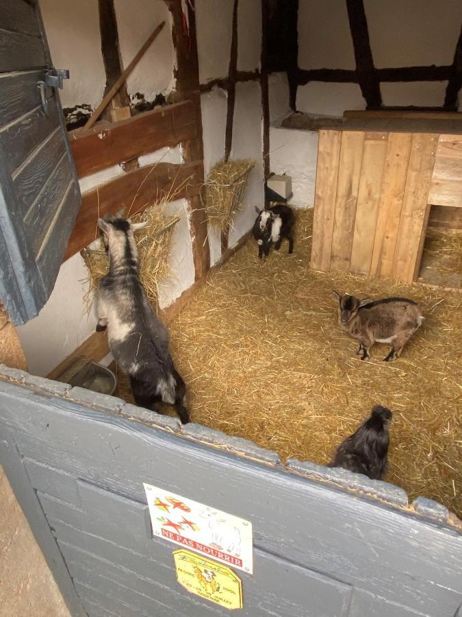 A La Ferme Kurtzenhouse Exterior foto